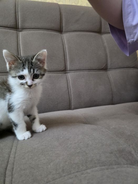 Котята, мать шотландский шиншила