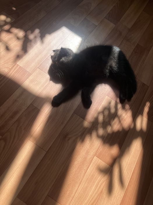 Котенок шотландский вислоухий мальчик
