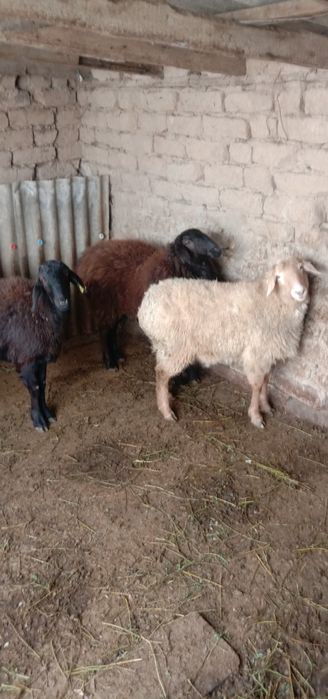 Ұрғашы қойлар,тоқтылар