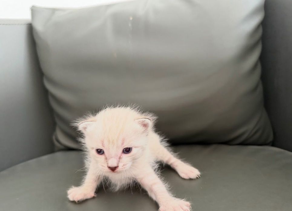 котёнок-животные