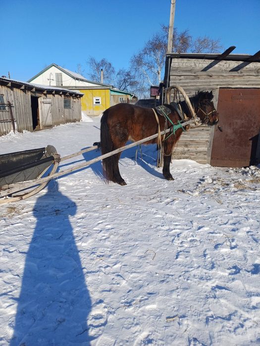 Продам мерина 7 лет