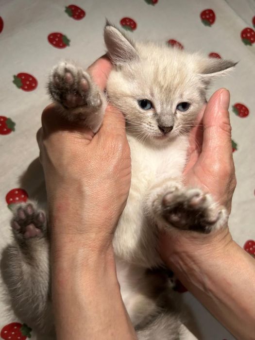 Котенок в добрые руки