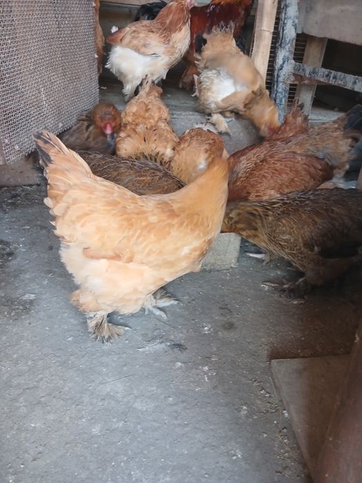 Продам Брама курица