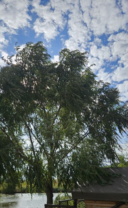 Salcie / Plop cu radacina nuda