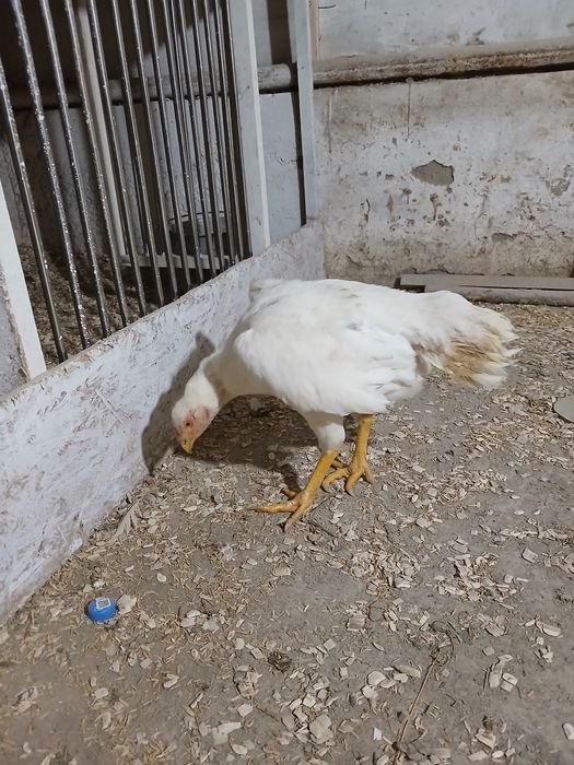 Sotladi oq tule tovu