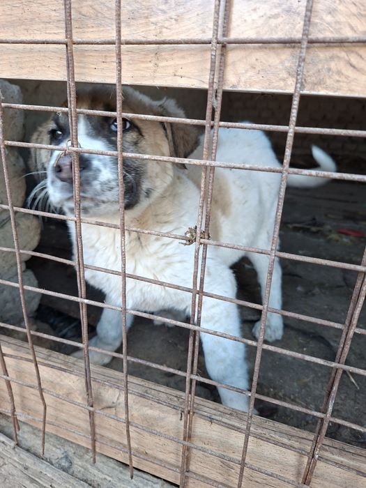 Алабай күшік сатылады