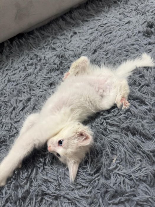 Отдадим бесплатно кошечку