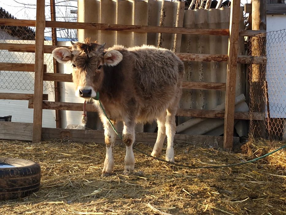 Бычок и две телочки