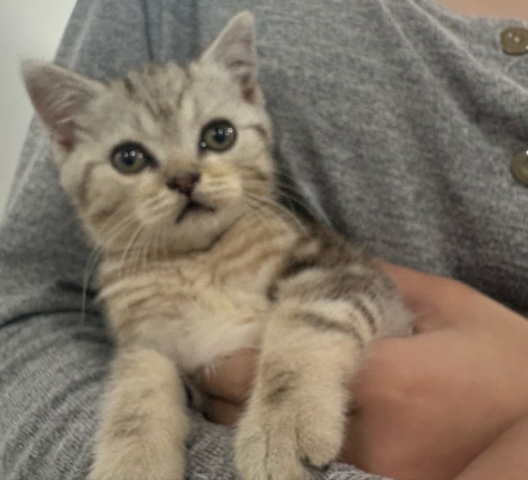 Котенок ищет любящую семью