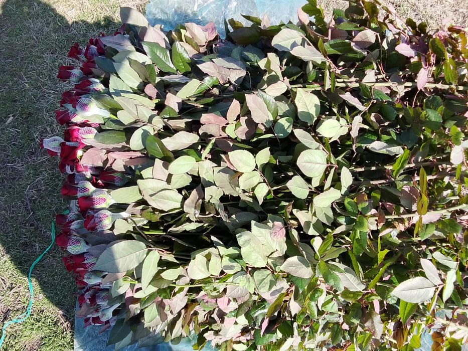 Роза оптом бағада чёрная магия сорты