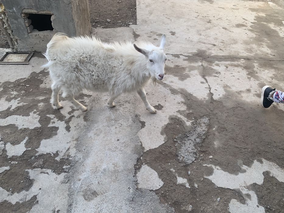 Echki sotiladi 1 yosh