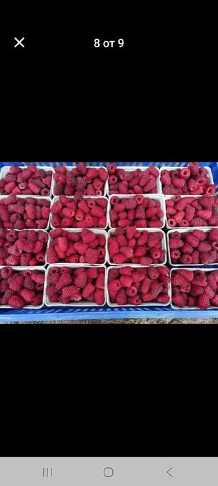 Продавам ягооди и малини расат