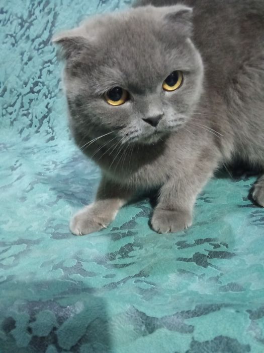 Britaniya mushugi kulrang