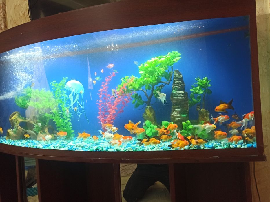 Akvarin 500 litrli sotiladi baliĝlari bn