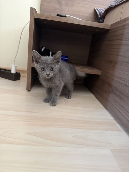 Руски сини котета