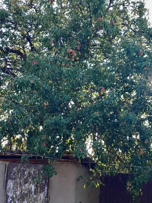 Vand  prune si pere 500 lei neg