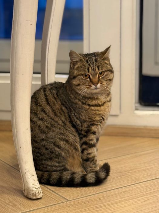 Отдам Кошку в хорошие руки