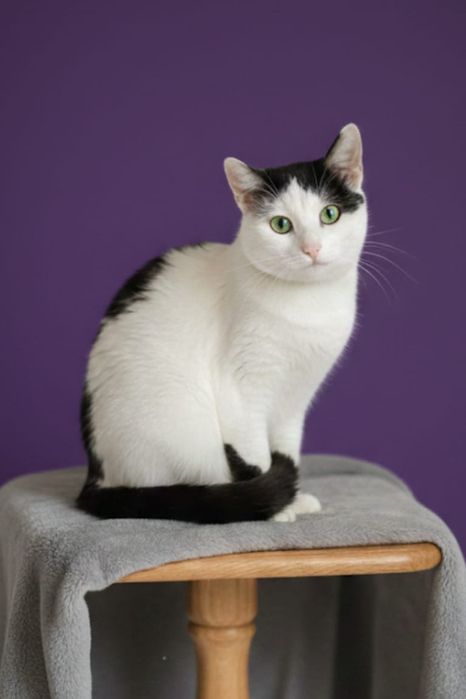 Adoptie motan Bucuresti: Oreo este bland, jucaus si sterilizat