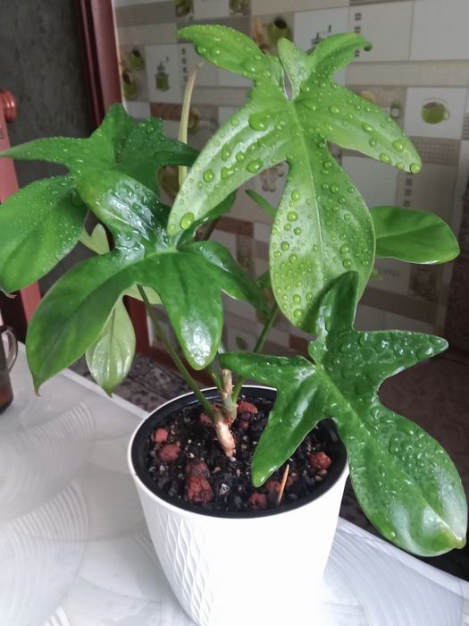 Филодендрон Маск продам