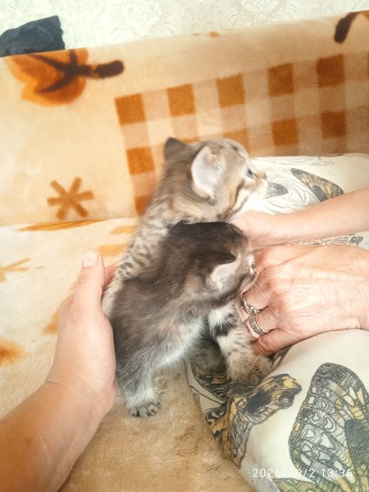 Отдам котят в добрые руки