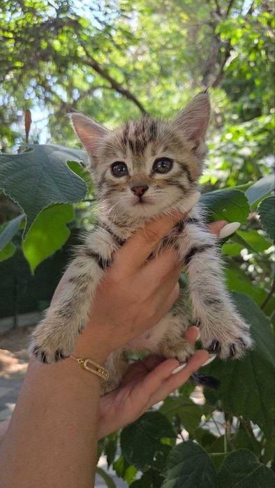 Котята ищут семьи!