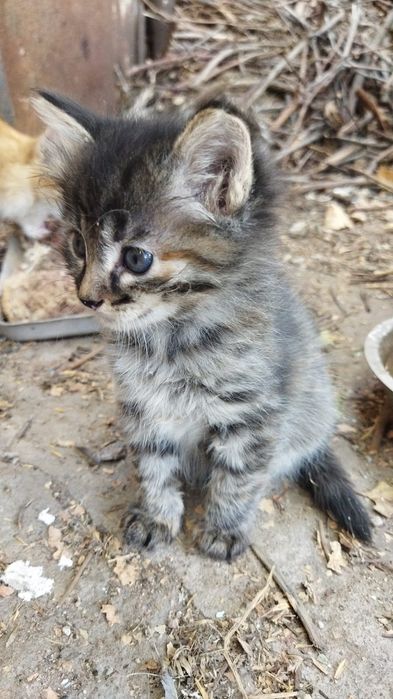 Котята г.Шу сибирская