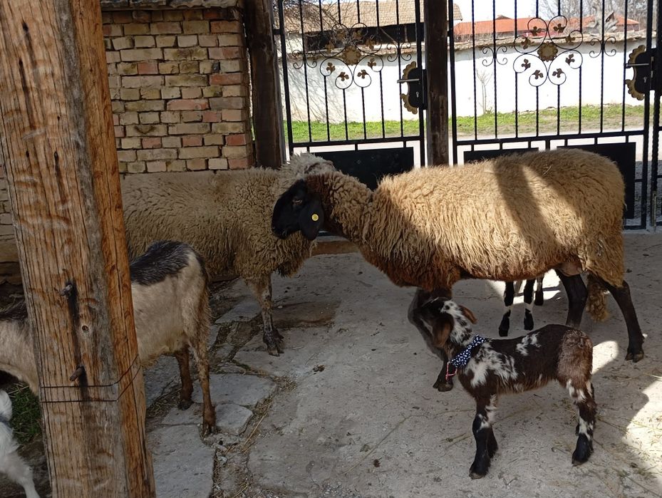 Продават се спешно