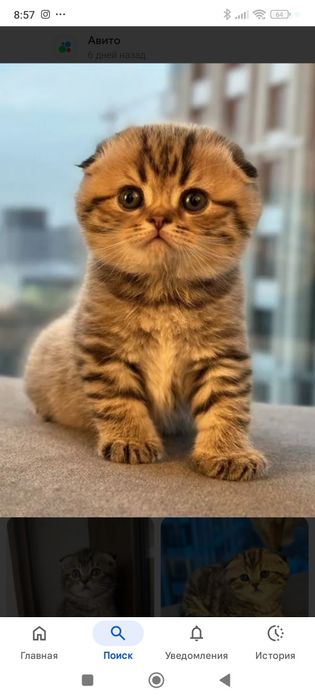 Котята шотландцы золотая шиншилла