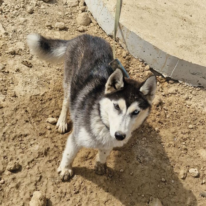 Продается хаски