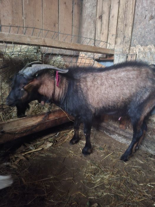 Țap alpin de anul trecut