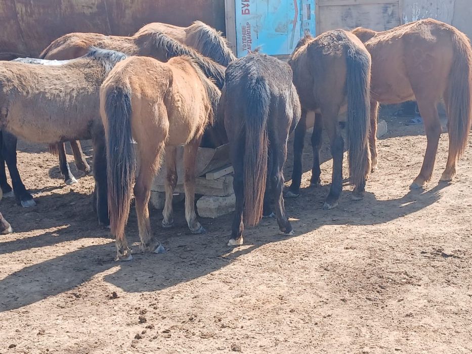 Ту бие сатылады…………..