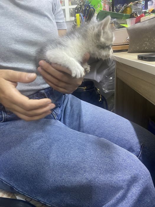 Котенок мальчик маленькии