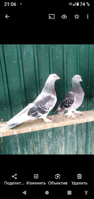 Голуби породы Такла