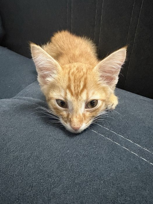 Отдам котенка мальчика в добрые руки