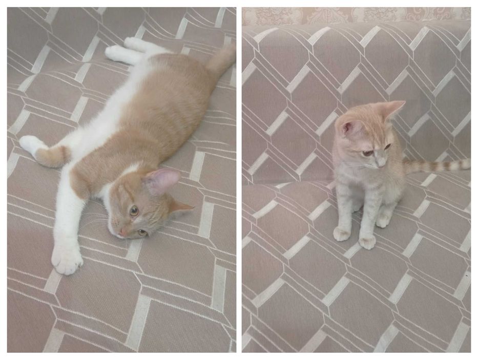 Очаровательные котики-подростки ищут дом
