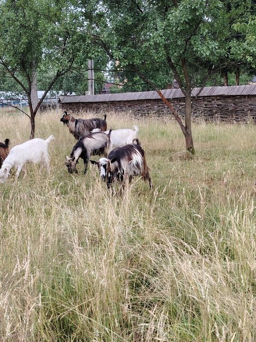 Vând,sau schimb căprițe din localitatea Ocna Sugatag, Maramureș.