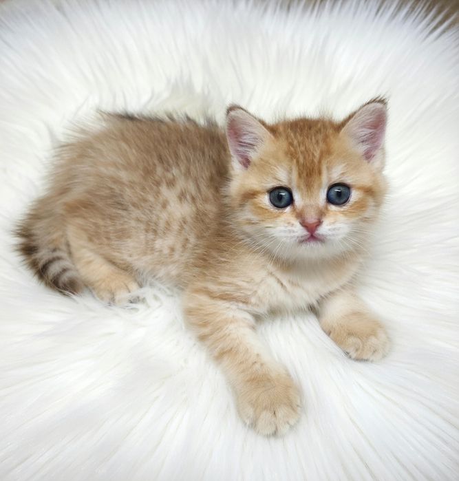 Котик БриТансКий зоЛоТой