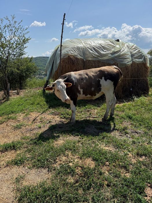 Vand taur si vitea
