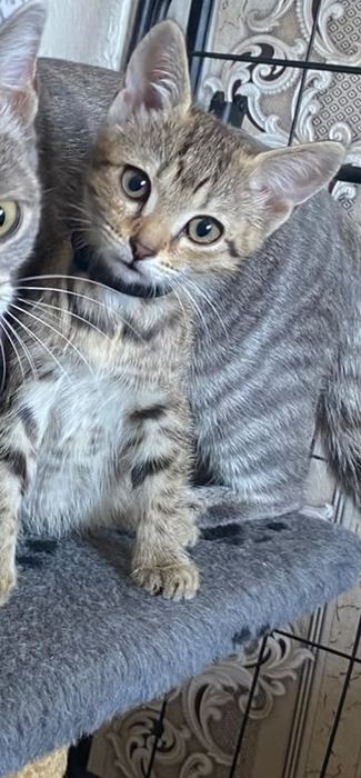 Отдам котёнка (девочку) в добрые руки