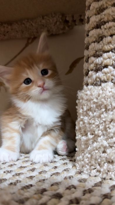 Породные котята Мейн-кун!