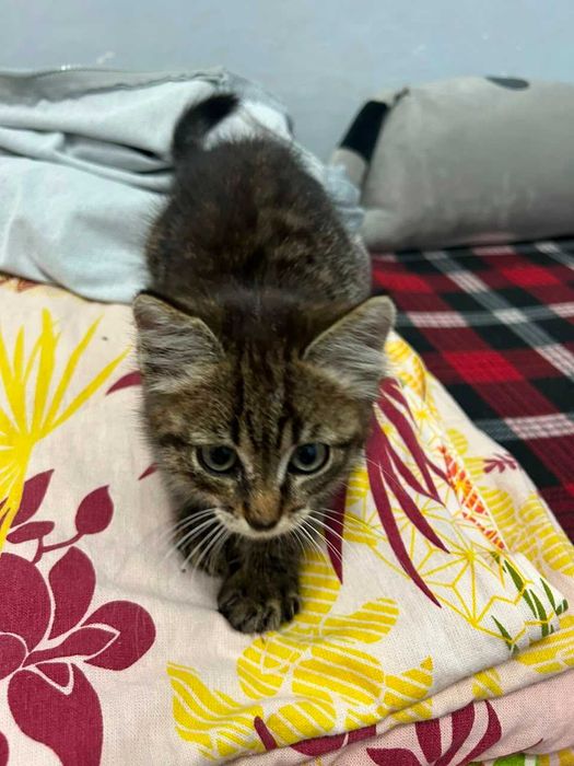 Отдам котенка бессплатно