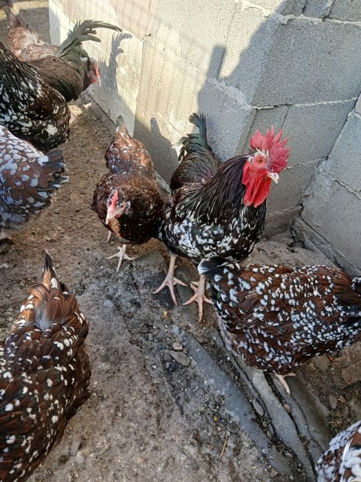 Vind gaini și cocoși sussex porțelan