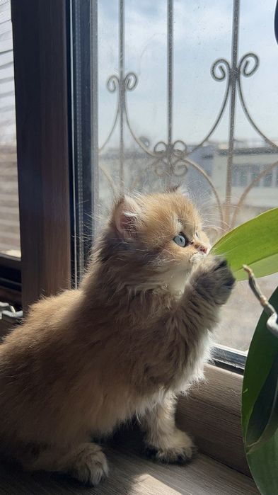 Залотистая шыншыла