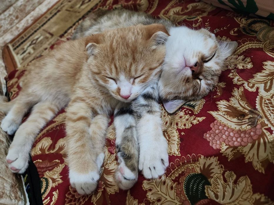 Mushukchalar skotish