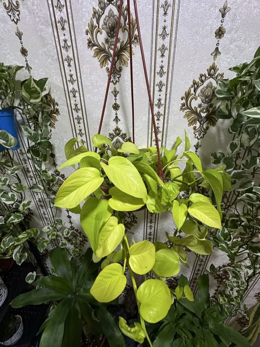 Эпипремнум НЕОН / Сциндапсус