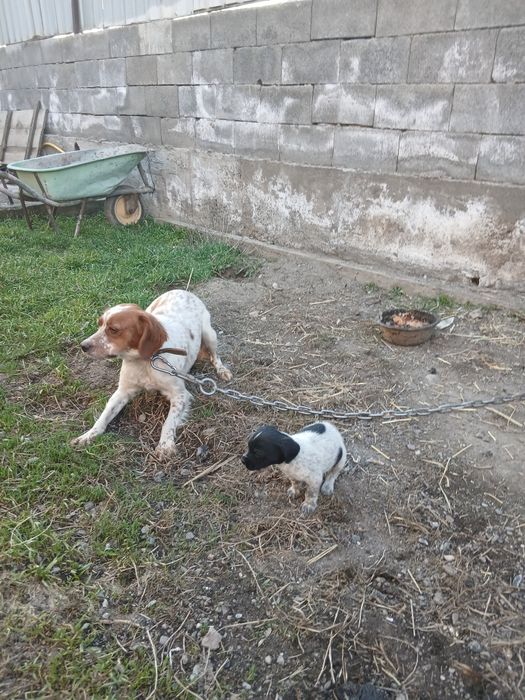 Продам эпаньоля..