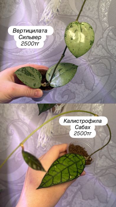 Комнатные цветы пррдам