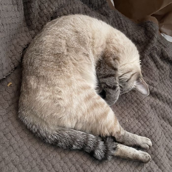 Отдам кошку в добрые руки