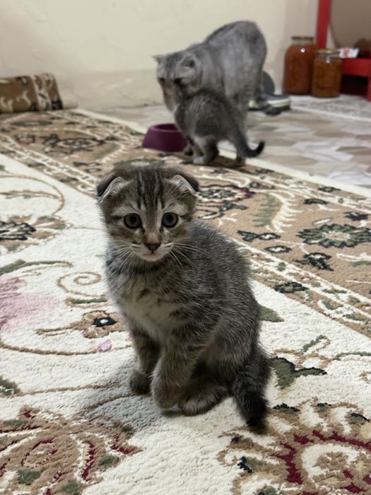 Шотландские кошки