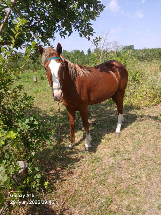 лопата для мтз трактора